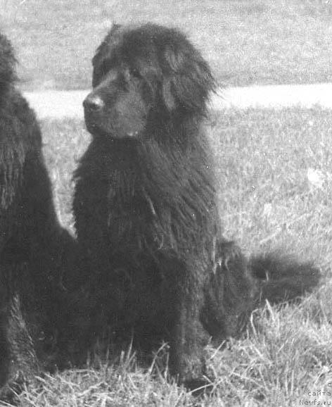 Фото: ньюфаундленд Gabidj (Габидж)