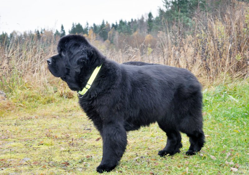 Фотография № 194800