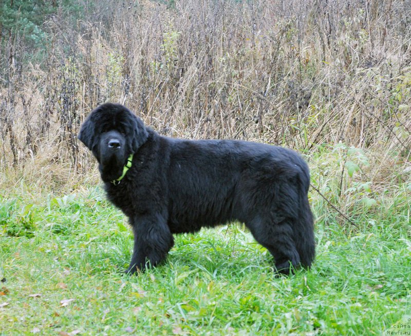 Фотография № 194801