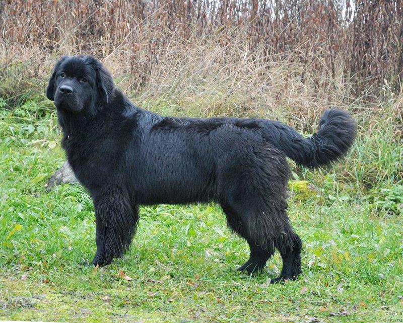 Фото: ньюфаундленд Beguschaya po Volnam Bravo Bravissimo (Бегущая по Волнам Браво Брависсимо)