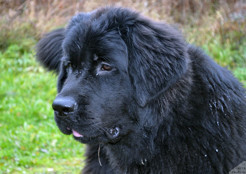 Фото: ньюфаундленд Beguschaya po Volnam Bravo Bravissimo (Бегущая по Волнам Браво Брависсимо)