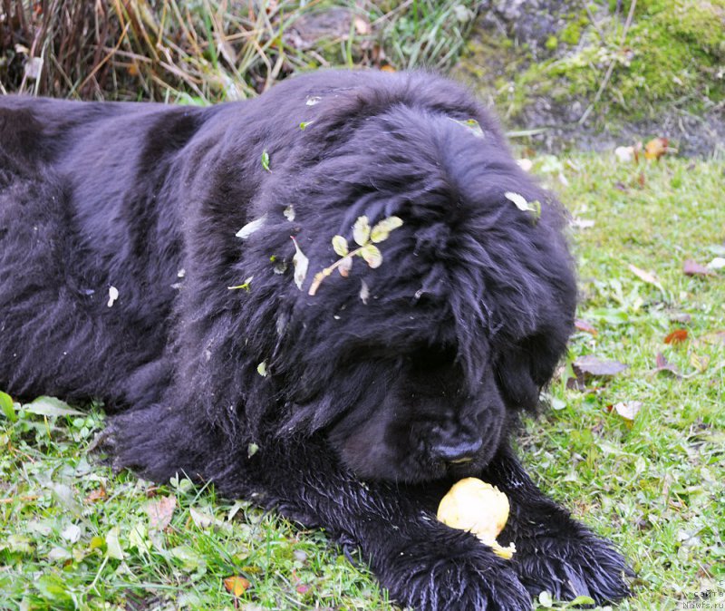 Фото: ньюфаундленд Beguschaya po Volnam Dancing Queen (Бегущая по Волнам Дансинг Квин)