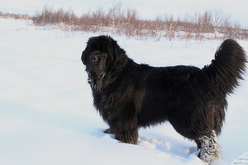 Фото: ньюфаундленд King of Helluland You Shock Me