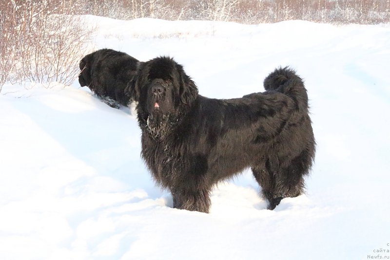 Фото: ньюфаундленд King of Helluland You Shock Me