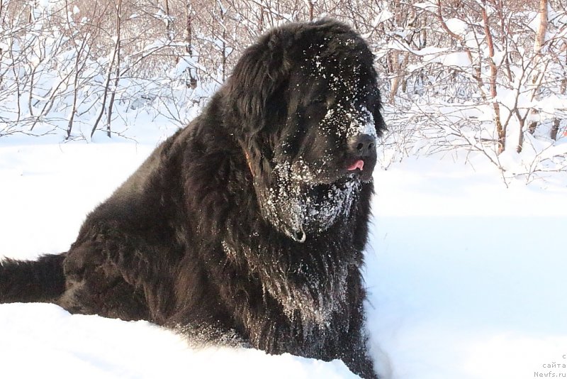 Фото: ньюфаундленд Fortuna of Giant's Island