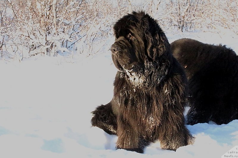 Фото: ньюфаундленд King of Helluland You Shock Me