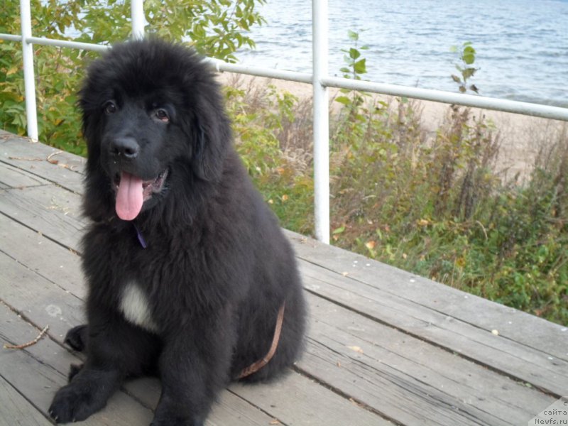 Фото: ньюфаундленд Predannyiy Drug (Преданный Друг)