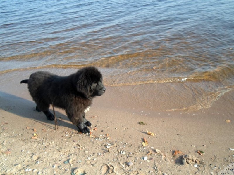 Фото: ньюфаундленд Predannyiy Drug (Преданный Друг)