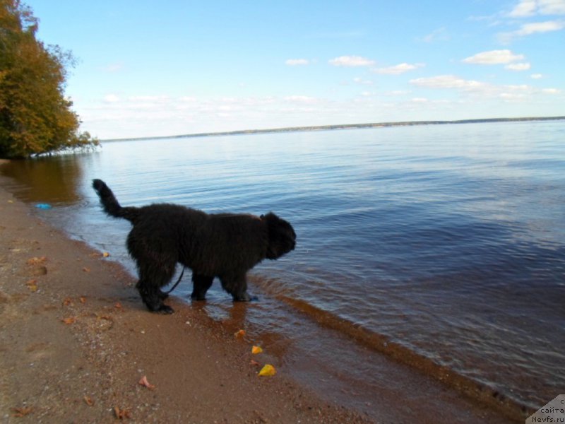 Фото: ньюфаундленд Predannyiy Drug (Преданный Друг)