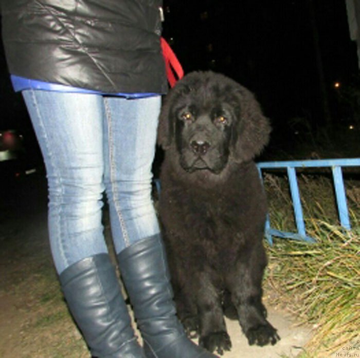 Фото: ньюфаундленд P'er Livi (Пьер Ливи)