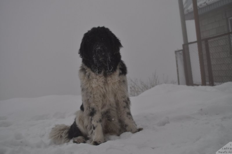 Фото: ньюфаундленд Aleksis ot Sibirskogo Medvedya (Алексис от Сибирского Медведя)