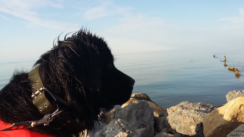 Фото: ньюфаундленд Russkaya Krasavica Nyura (Русская Красавица Нюра)