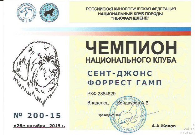 Фото: ньюфаундленд Sent Djons Forrest Gump (Сент Джонс Форрест Гамп)