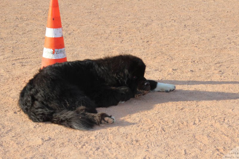 Фотография № 194864