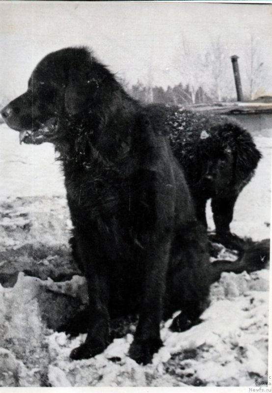 Фото: ньюфаундленд Miss Molli Zladen (Мисс Молли Зладен), ньюфаундленд O'Zlata Mollidyen (О'Злата Моллидэн)