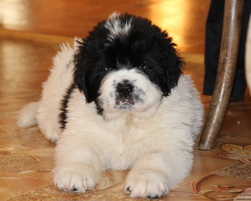 Фото: Злат Консталекс Лексус