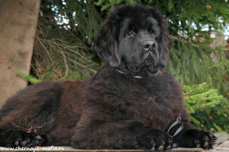 Фотография № 194916