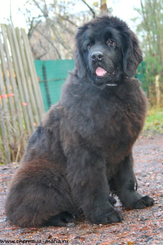 Фотография № 194917