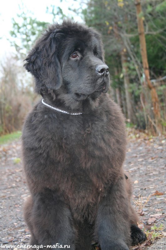 Фотография № 194918