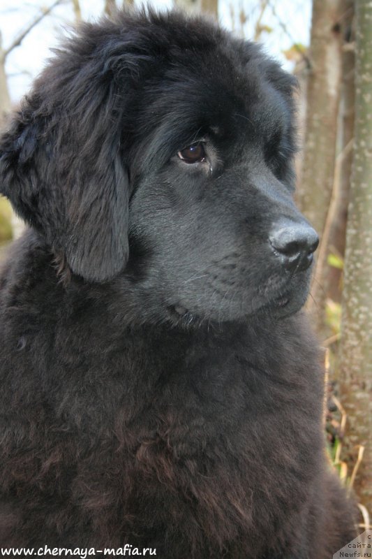 Фотография № 194919