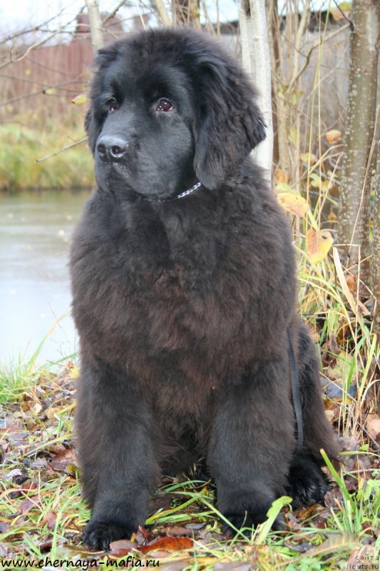 Фотография № 194920