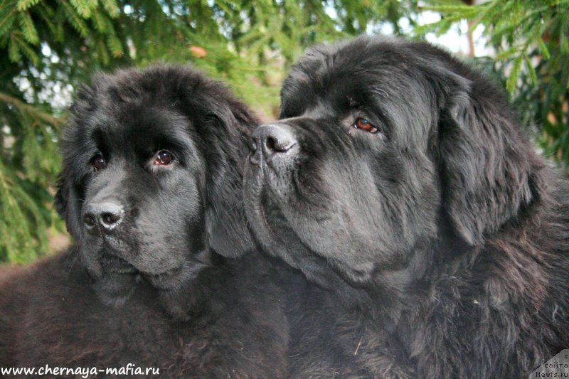 Фотография № 194921