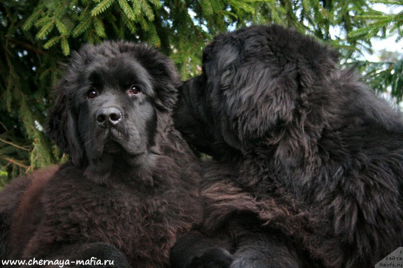 Фотография № 194922