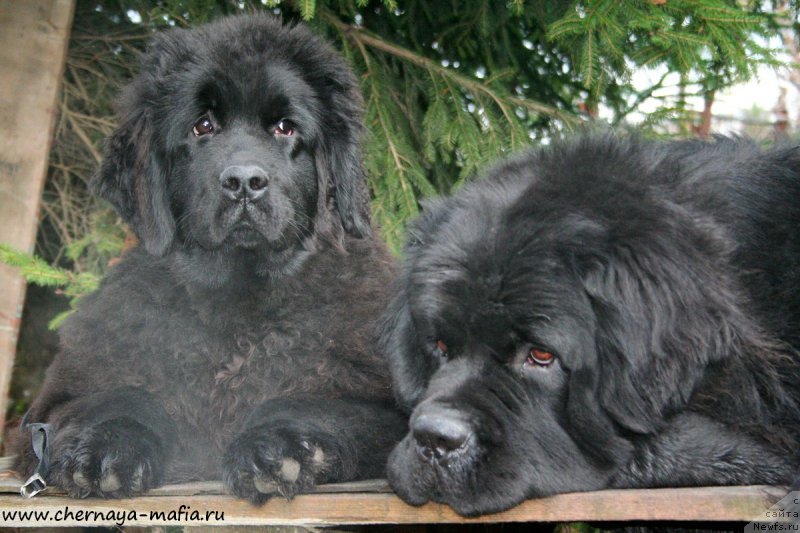 Фотография № 194923