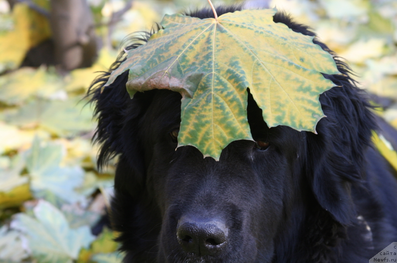 Фотография № 194924