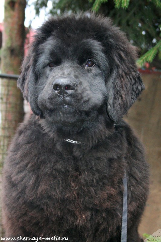 Фото: ньюфаундленд Aristokraticheskaya SHtuchka (Аристократическая Штучка)