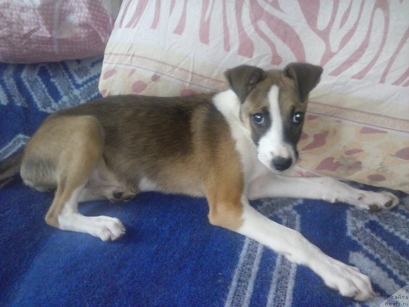 Фотография № 194926