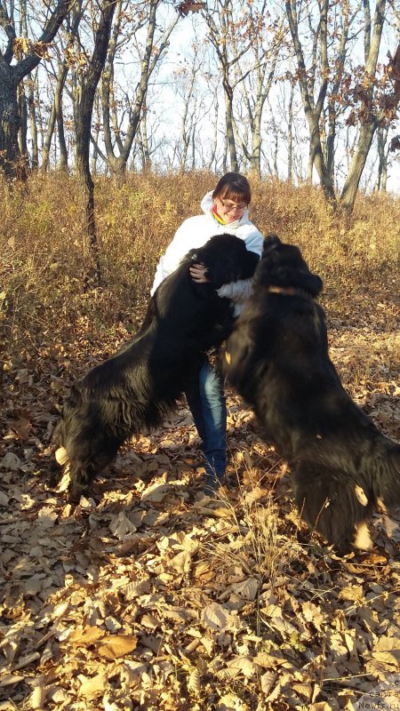 Фото: ньюфаундленд Super Premium Merlin Monro (Супер Премиум Мерлин Монро), ньюфаундленд Nessi Blyek s  Lesnoy Zaimki (Несси Блэк с  Лесной Заимки), Natal'ya Voronova (Наталья Воронова)