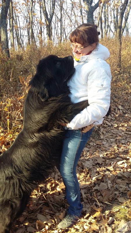 Фото: ньюфаундленд Super Premium Merlin Monro (Супер Премиум Мерлин Монро), Natal'ya Voronova (Наталья Воронова)