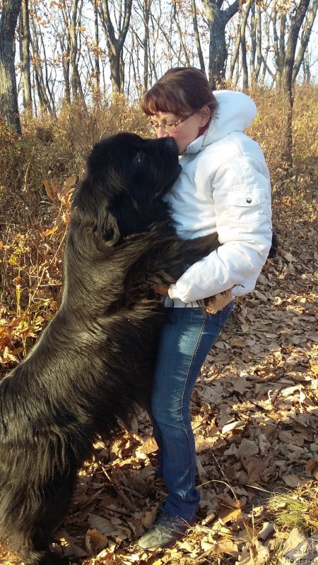 Фото: ньюфаундленд Super Premium Merlin Monro (Супер Премиум Мерлин Монро), Natal'ya Voronova (Наталья Воронова)