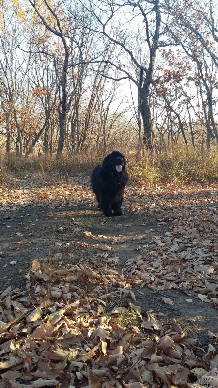 Фото: ньюфаундленд Nessi Blyek s  Lesnoy Zaimki (Несси Блэк с  Лесной Заимки)