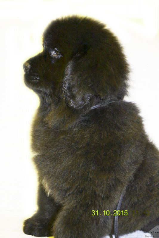 Фото: ньюфаундленд Damskiy Kapriz Zabavnyiy Mishka (Дамский Каприз Забавный Мишка)