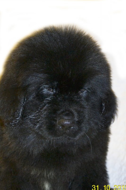 Фото: ньюфаундленд Damskiy Kapriz Zabavnyiy Mishka (Дамский Каприз Забавный Мишка)