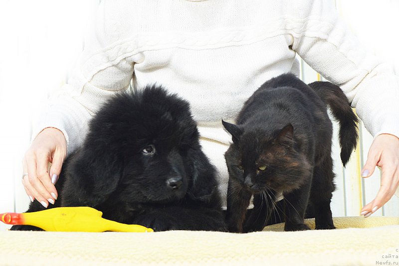 Фотография № 194982