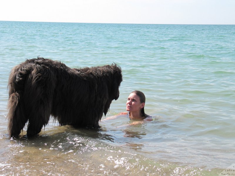 Фото: ньюфаундленд Dyurbahler Klab Al'faretta Vin'etta (Дюрбахлер Клаб Альфаретта Виньетта), Anastasiya Kireeva (Анастасия Киреева)