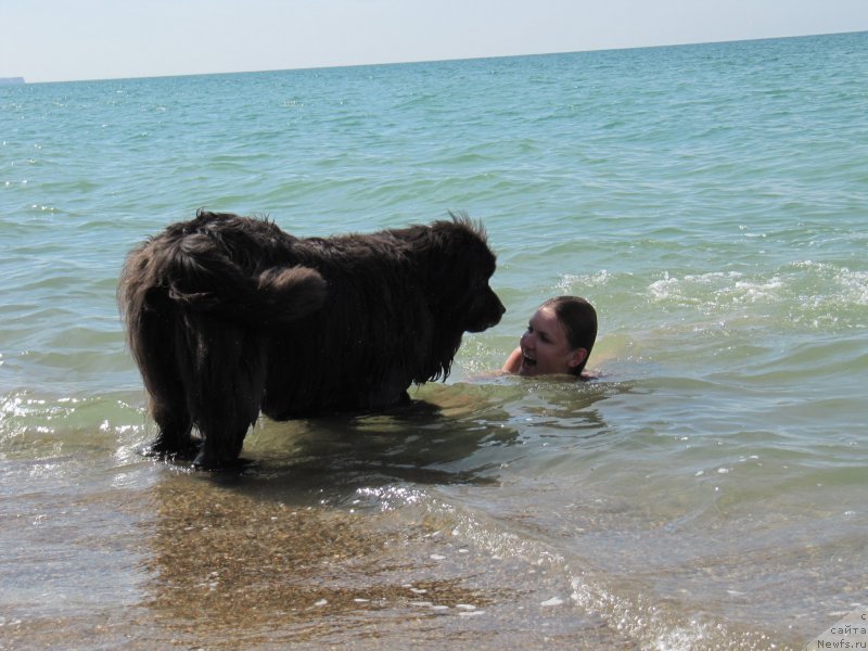 Фото: ньюфаундленд Dyurbahler Klab Al'faretta Vin'etta (Дюрбахлер Клаб Альфаретта Виньетта), Anastasiya Kireeva (Анастасия Киреева)