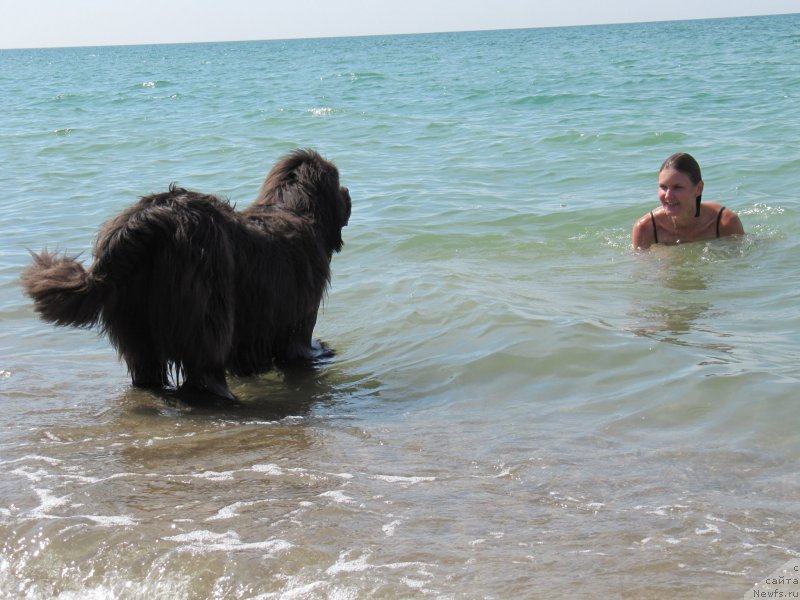 Фото: ньюфаундленд Dyurbahler Klab Al'faretta Vin'etta (Дюрбахлер Клаб Альфаретта Виньетта), Anastasiya Kireeva (Анастасия Киреева)