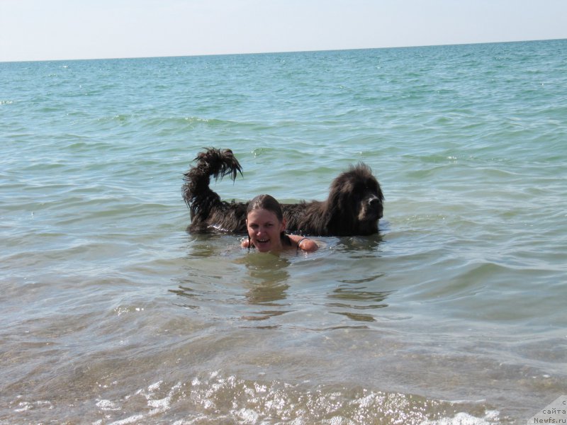 Фото: ньюфаундленд Dyurbahler Klab Al'faretta Vin'etta (Дюрбахлер Клаб Альфаретта Виньетта), Anastasiya Kireeva (Анастасия Киреева)