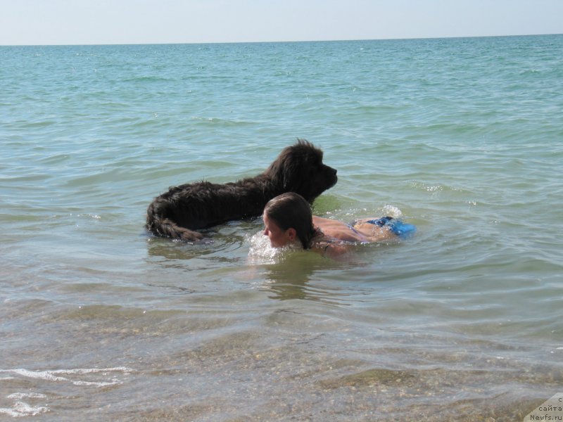 Фото: ньюфаундленд Dyurbahler Klab Al'faretta Vin'etta (Дюрбахлер Клаб Альфаретта Виньетта), Anastasiya Kireeva (Анастасия Киреева)