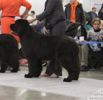 Фото: ньюфаундленд Matvey s Berega Dona (Матвей с Берега Дона)