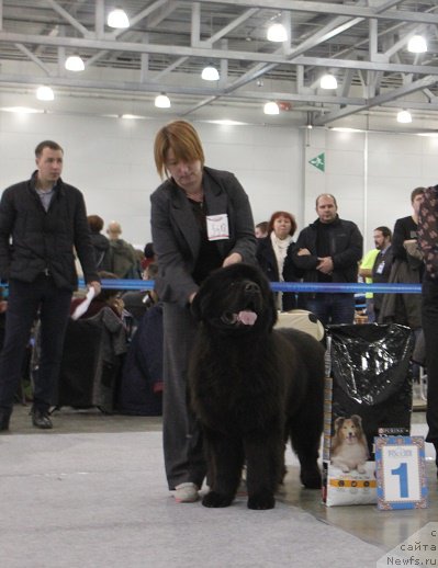 Фото: ньюфаундленд Matvey s Berega Dona (Матвей с Берега Дона)