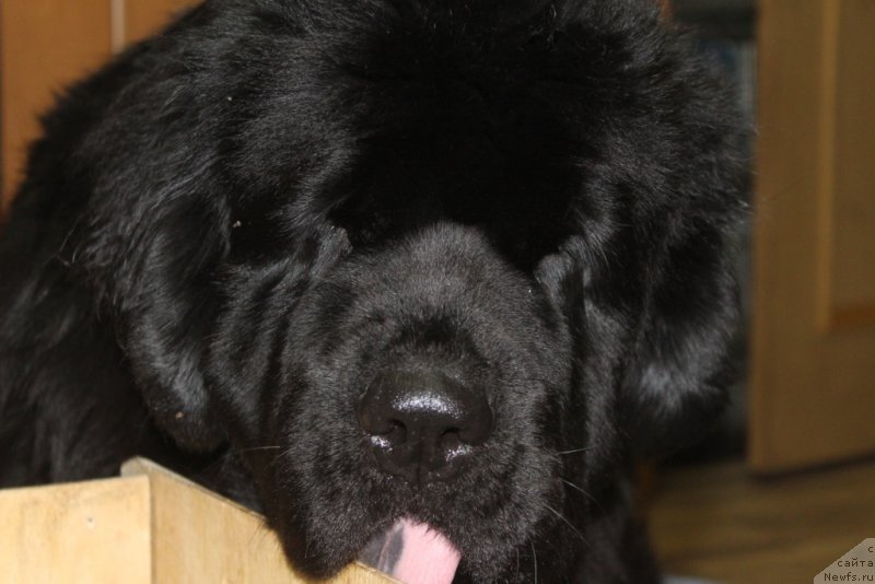 Фото: ньюфаундленд YAntarnaya Mechta (Янтарная Мечта)