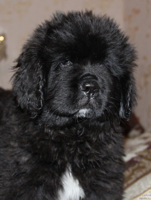 Фото: ньюфаундленд Zlat Konstaleks Logan (Злат Консталекс Логан)