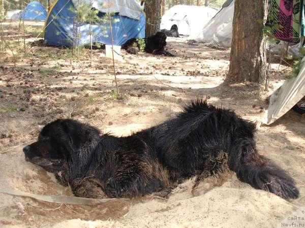 Фото: ньюфаундленд Antey Trevellerintaym (Антей Тревеллеринтайм)