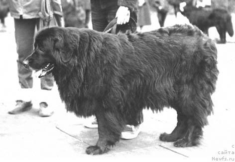 Фото: ньюфаундленд Dessi (Десси)