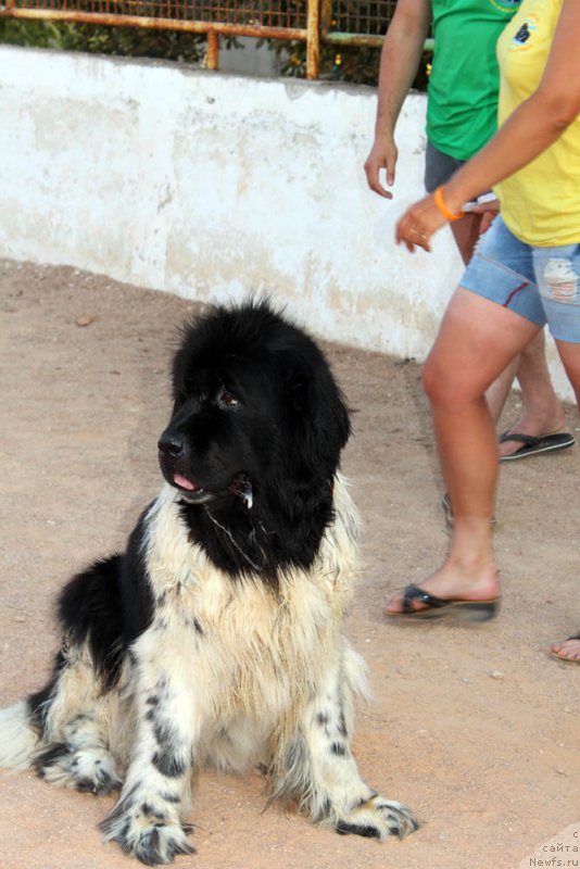 Фотография № 195005